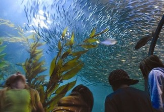 Aquarium of the Bay em San Francisco na Califórnia