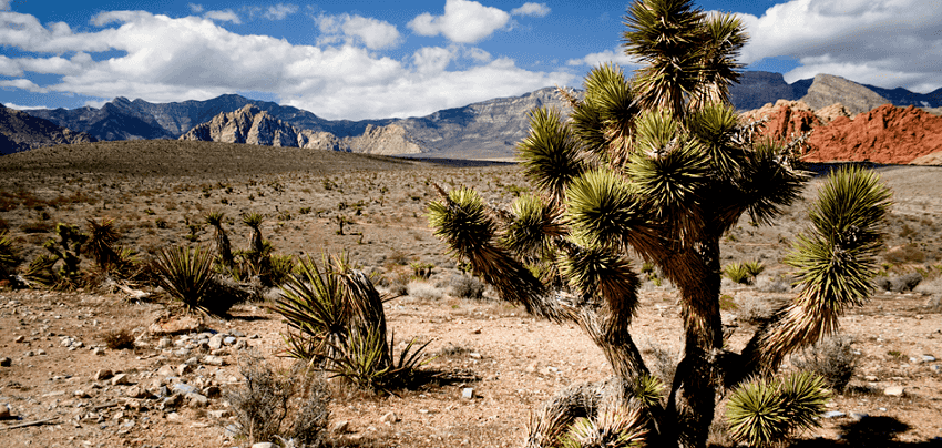 10 precauções no deserto em Las Vegas 